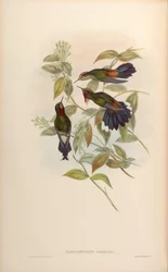 Ramphomicron herrani = Chalcostigma herrani